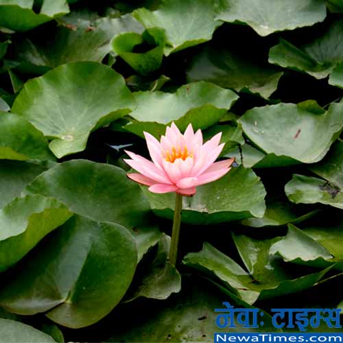 फूलको आँखामा काँडाको संसार