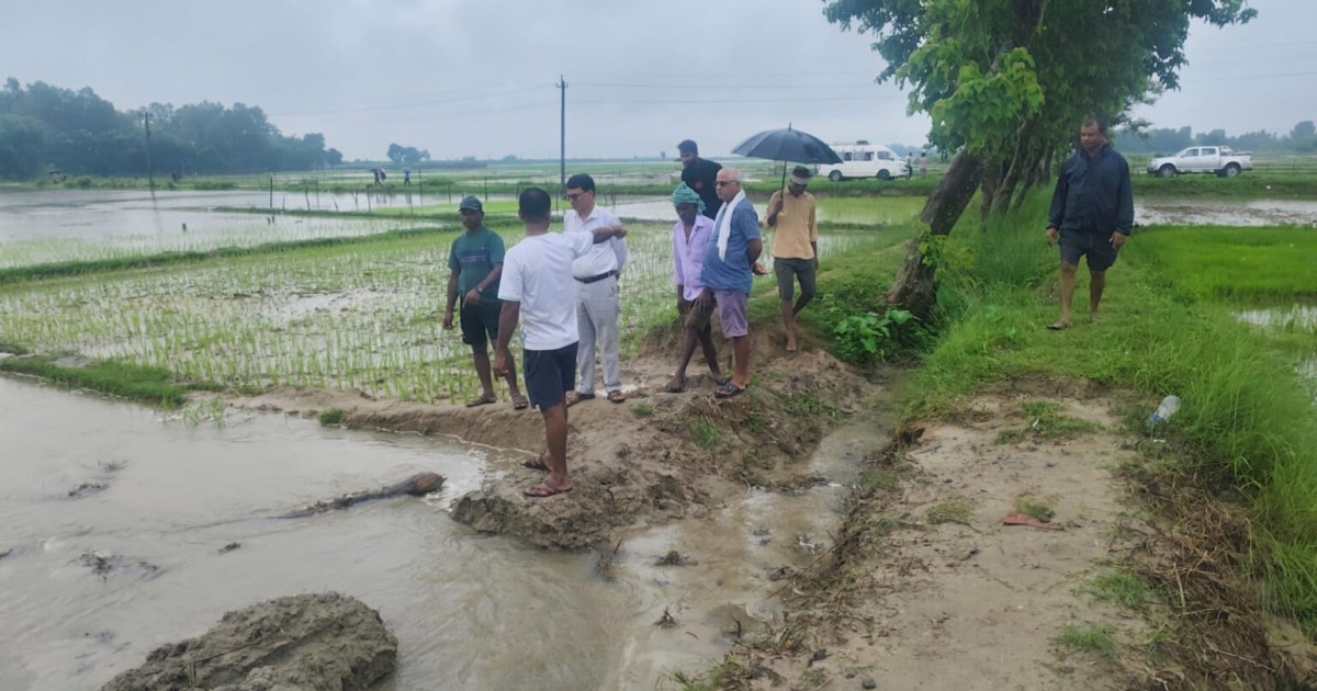 अविरल वर्षाले सप्तरीमा लगाइएको धानखेतीमा क्षति